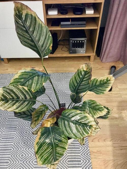 Calathea Leaves Turning Brown and Yellow 2