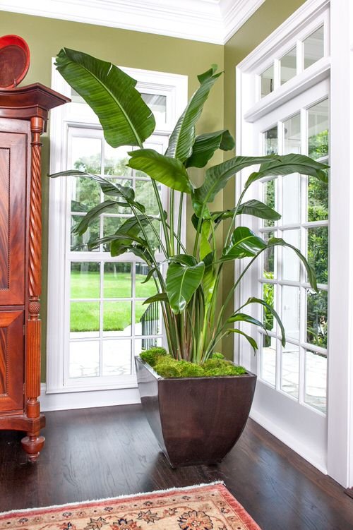 Plant Stylists' Secret Tips on Using Plants to Design Your Home 10