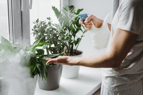 Best Tricks to Clean Water Stains from Plants 3
