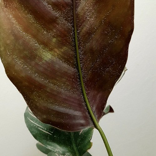 Calathea Leaves Turning Brown and Yellow 6