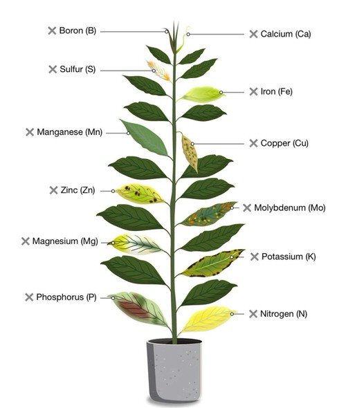 Plant Nutrient Deficiency in Picture 2