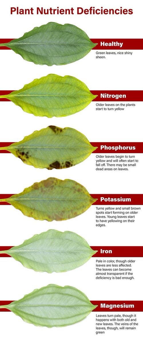 Plant Nutrient Deficiency in Pictures