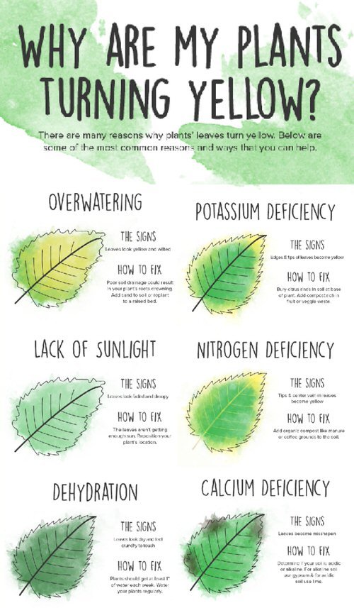 Plant Nutrient Deficiency in Picture 4