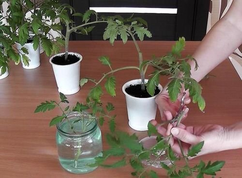 How to Grow Unlimited Tomato Plants from Cuttings 2