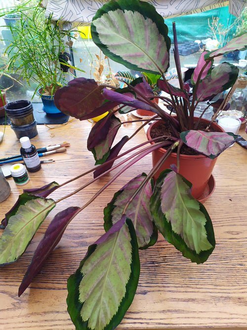 Calathea Leaves Turning Brown and Yellow 4