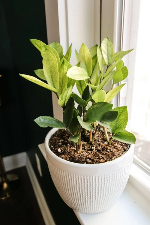 . ZZ Plant and leaves in pot near window