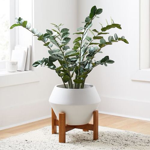 11 Easy Houseplants for Seniors | Indoor Plants for Elderly People