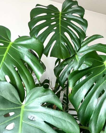 How to Get Split Leaves on Monstera (7 Secret Tips Revealed)