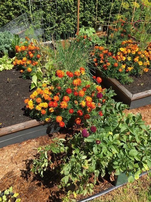 Best Flowers for Attracting Pollinators to a Vegetable Garden