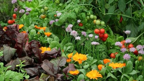 Flowering Plants You Should Plant in a Vegetable Garden