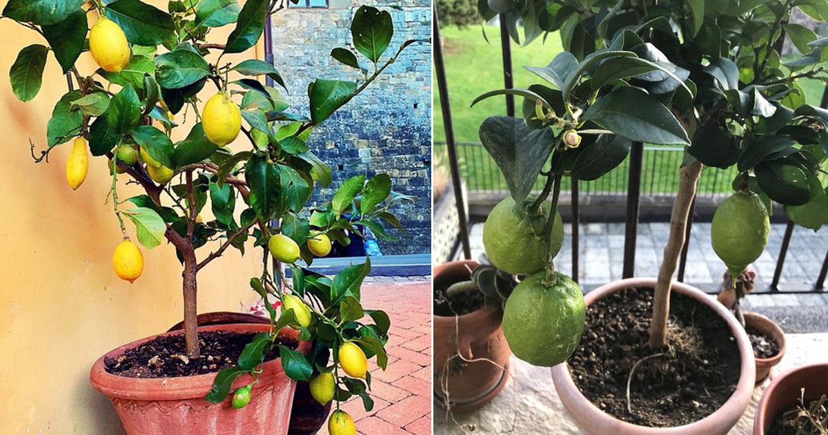20 Masterful Tips For Growing Lemon Tree In A Pot Balcony Garden Web