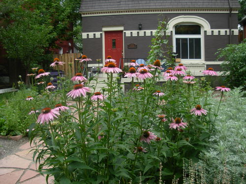 coneflower landscaping ideas