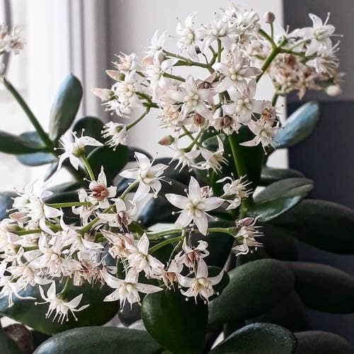 How to Get Jade Plant to Flower 2