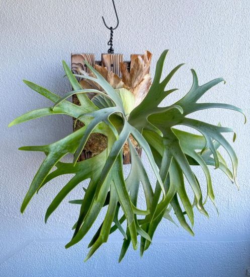 How To Grow Staghorn Fern On Anything 