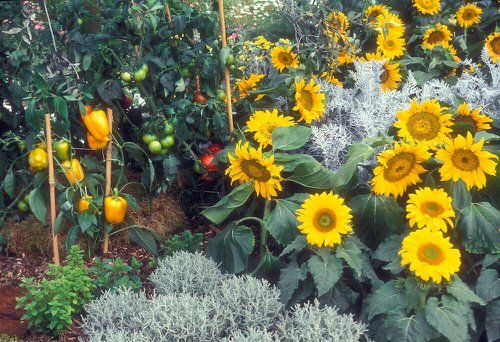 Flowering Plants You Should Plant in a Vegetable Garden 4