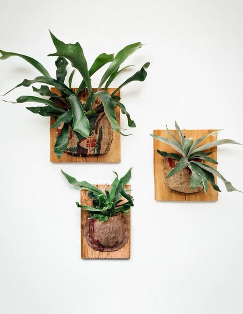 How to Grow Staghorn Fern on Anything 3