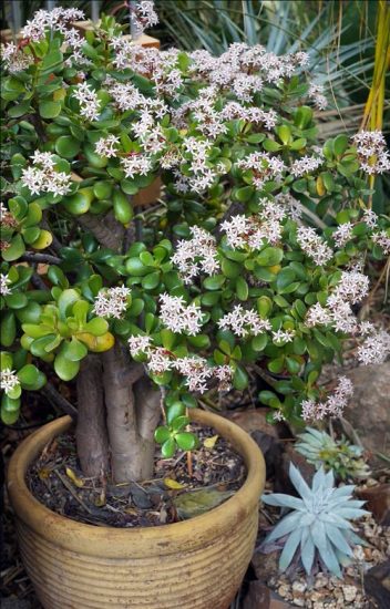 How to Get a Jade Plant to Flower | Tips On Flowering Jade Plants