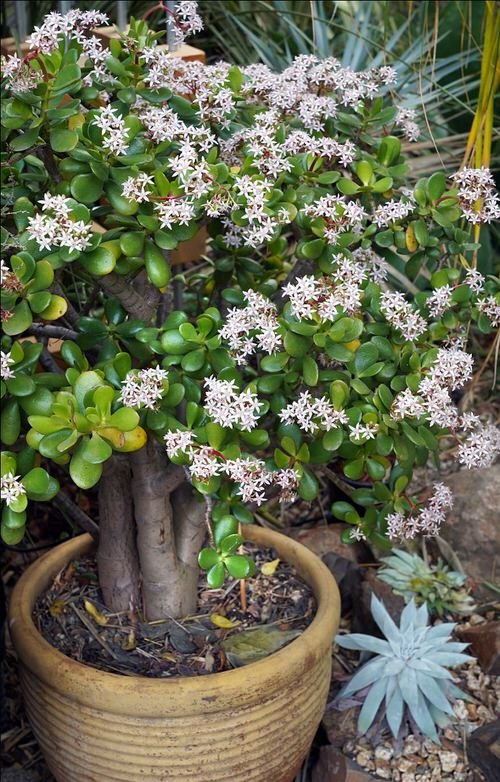 How to Get Jade Plant to Flower 5