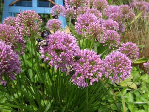 Best Flowers for Attracting Pollinators to a Vegetable Garden 12