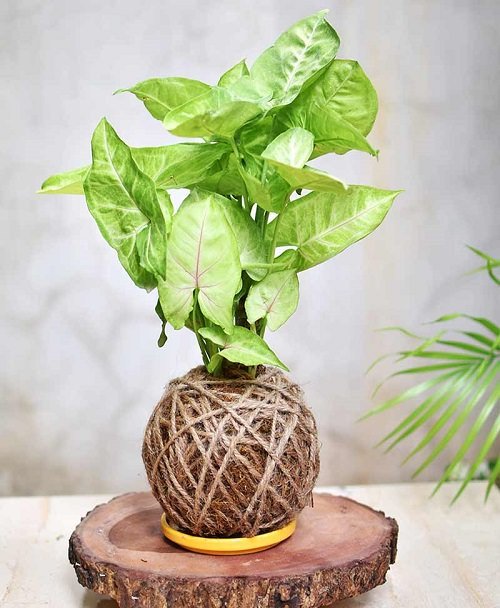 Best Indoor Plants for Every Room of Your House 31