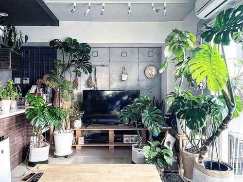 Colorful Interior Ideas with Beautiful Houseplants 4