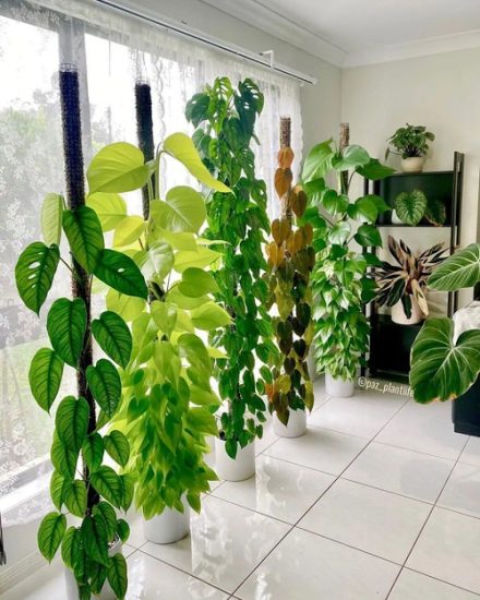 26 Colorful Interior Ideas with Beautiful Houseplants | Balcony Garden Web