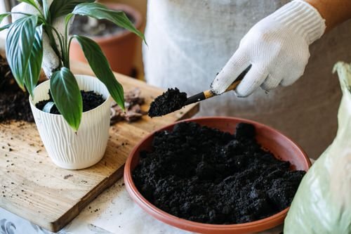 How to Bring a Houseplant Back to Life 2