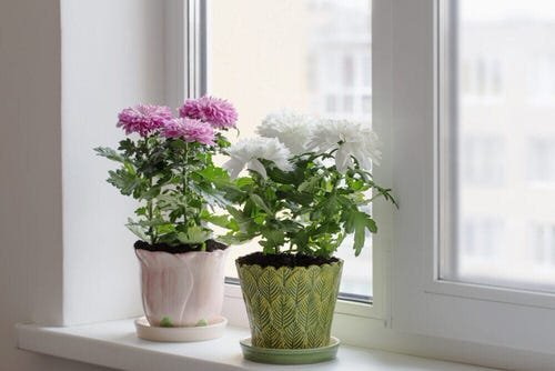 Best Indoor Plants for Every Room of Your House 9