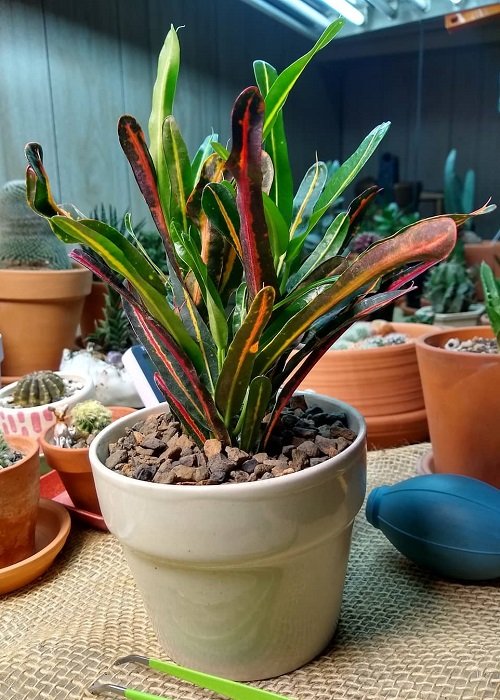 Tricolor Houseplants 3