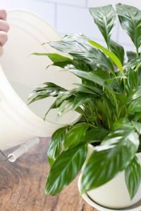 How to Grow Perfect Bunch of Peace Lilies with These Tips