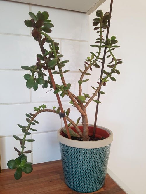 How to Save a Dying Jade Plant 3