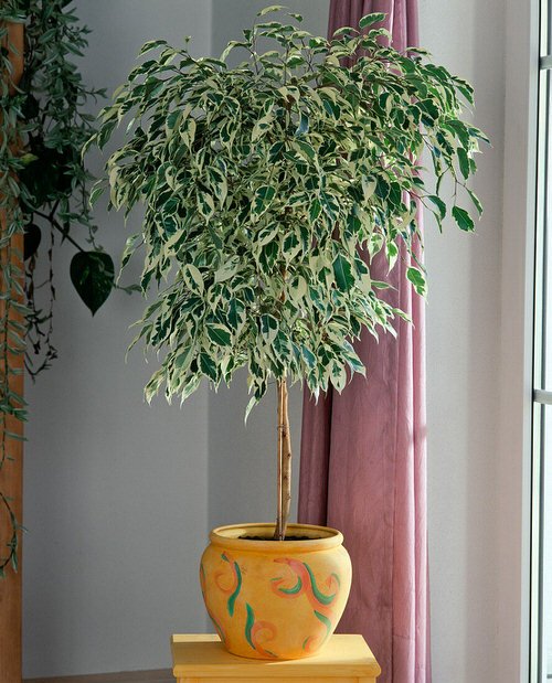 How to Grow Ficus Benjamina Indoors
