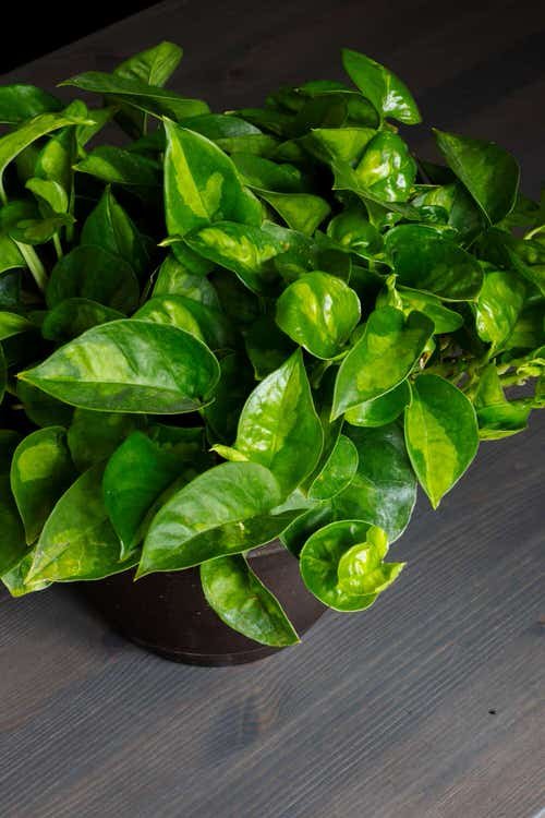 Global Green Pothos Care Guide 3