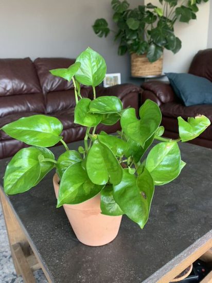 Global Green Pothos Care Guide | How to Grow Global Green Pothos