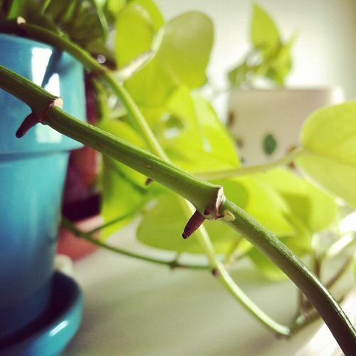 How to Prune Pothos so They Grow More 2