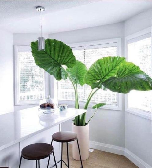 Growing Elephant Ear Plant Indoors | Elephant Ear Care Guide