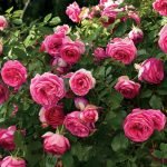 11 Homemade Rose Fertilizer Recipes for Best Flowers