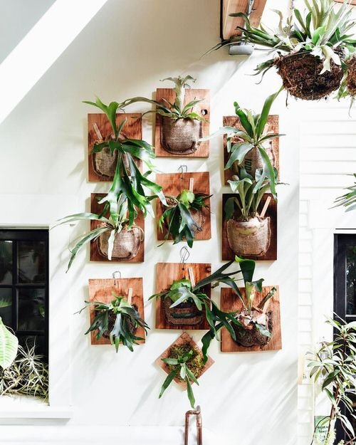 How to Grow Staghorn Fern on Anything