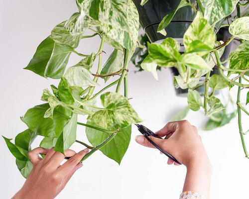 How to Prune Pothos so They Grow More