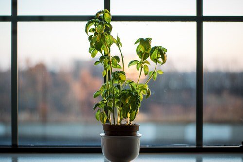 Advice on How to Revive a Stunted Houseplant 