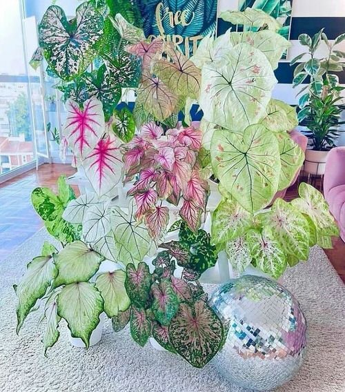 Interior Decor Ideas with Colorful Houseplants 12