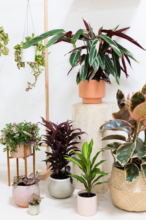 Interior Decor Ideas with Colorful Houseplants 2