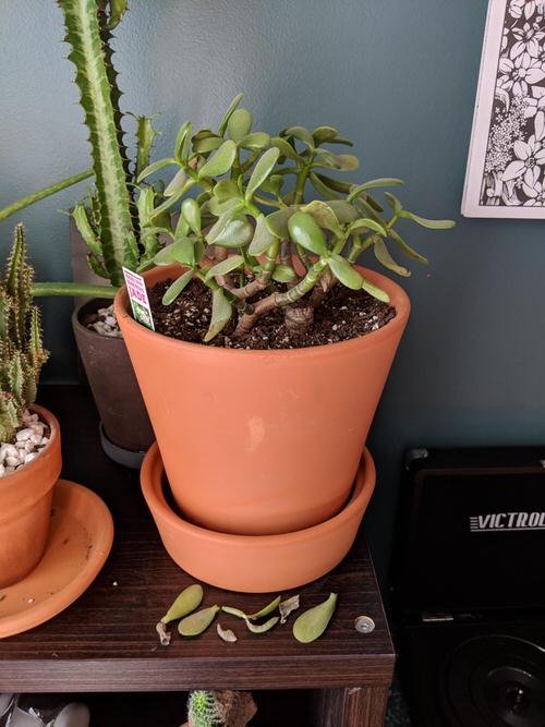How to Save a Dying Jade Plant 2
