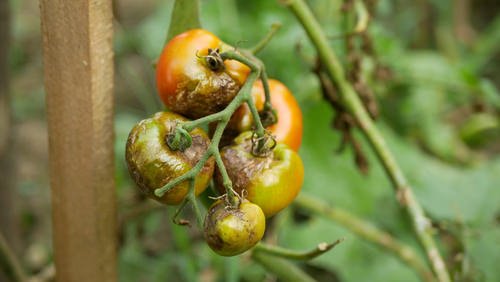 4 Amazing Ways to Use Penny in Garden (#1 is for Healthy Tomatoes)