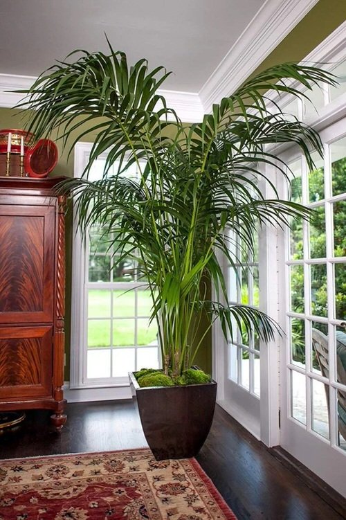 Best Indoor Plants for Every Room of Your House 4