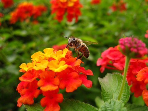 Flowers for Attracting Pollinators 18