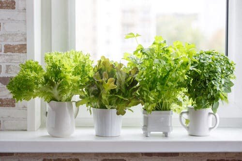 Best Indoor Plants for Every Room of Your House 12