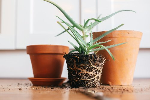 You'll Be Surprised to Know About These Things that Indoor Plants Love 2