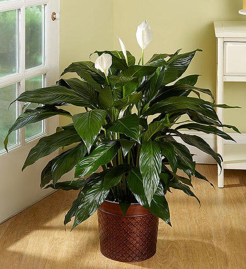cultivate a lovely bouquet of peace lilies 3