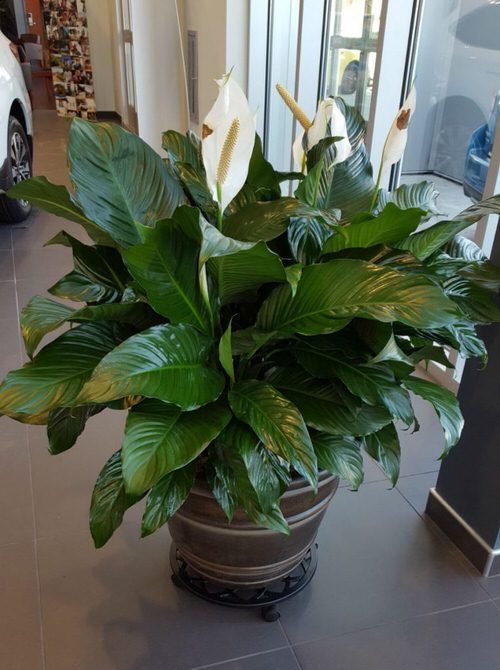  grow perfect bunch of peace lilies 2
